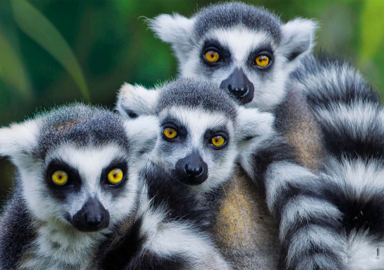 meksykańskie lemury puzzle online