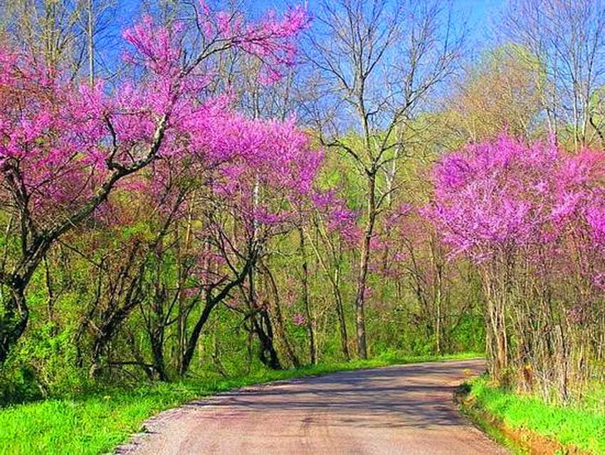 Wiejska droga w różowej osłonie wiosny puzzle online