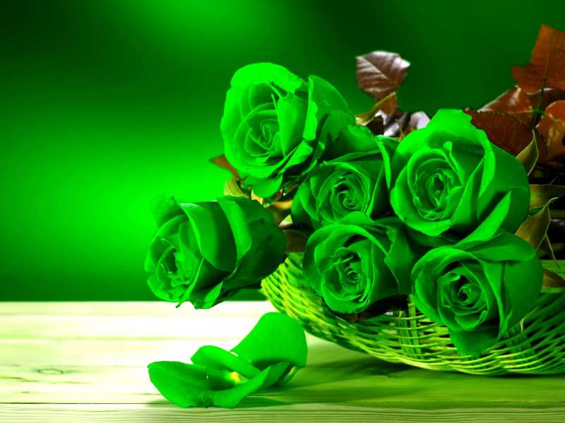 Piękno zielonych różyczek puzzle online