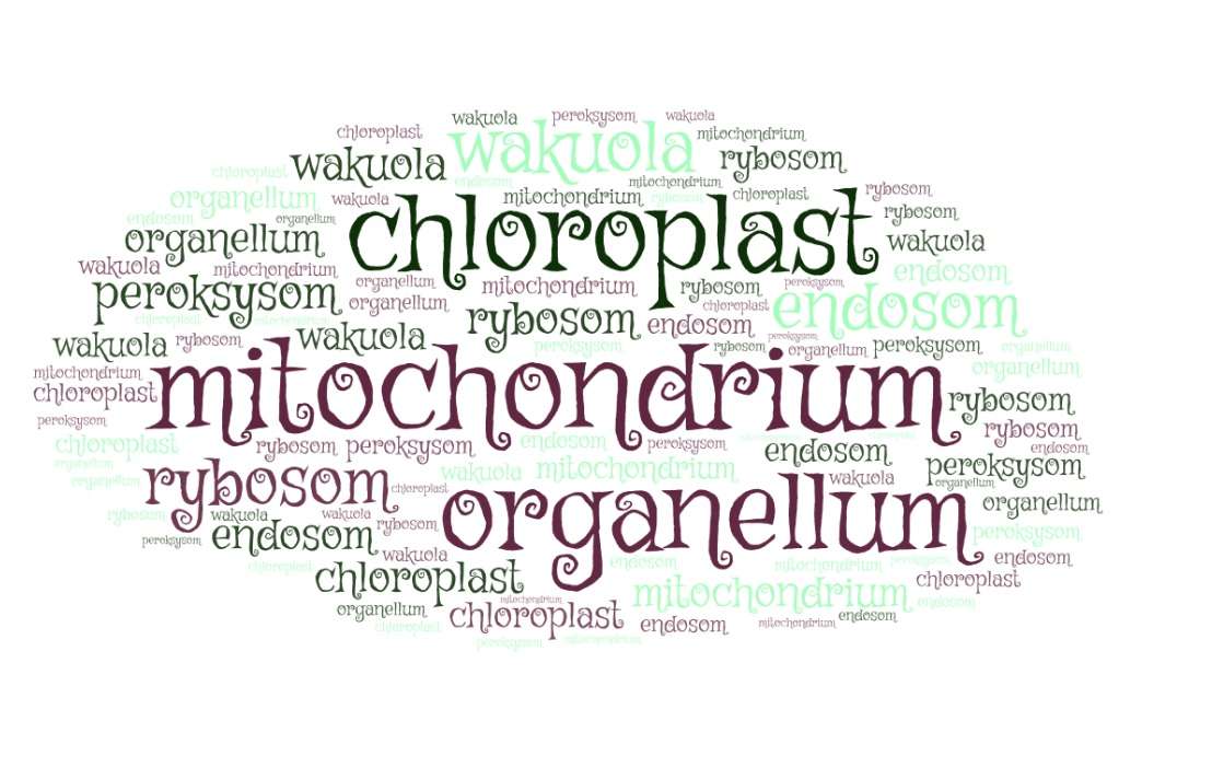 Organella komórkowe puzzle online