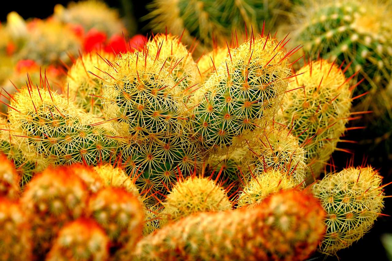 Piękne kaktusy puzzle online