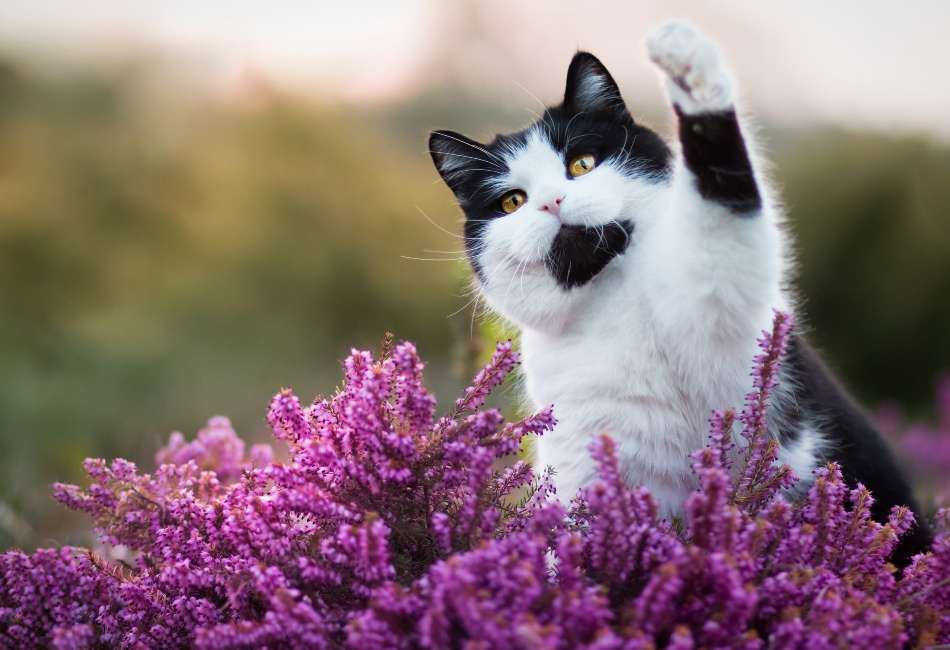 Kot brytyjski krótkowłosy, czarno-biały puzzle online