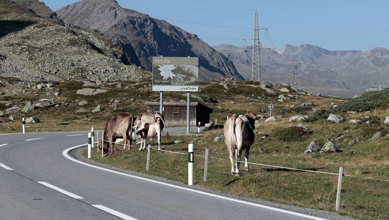Górskie krowy Alpy puzzle online