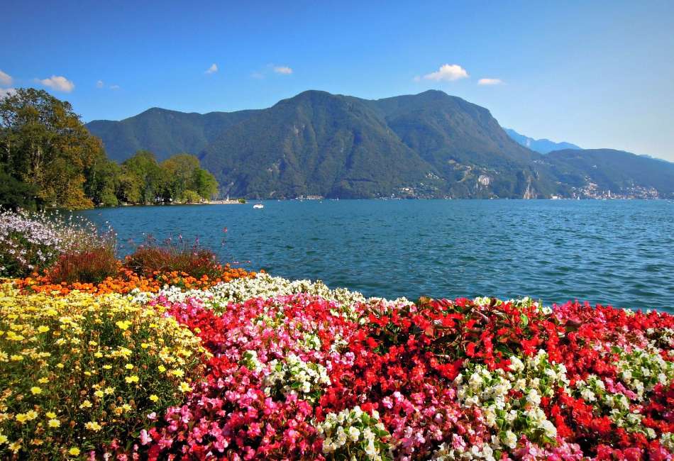 Szwajcaria-Piękno kwiatów przy jeziorze w Alpach puzzle online