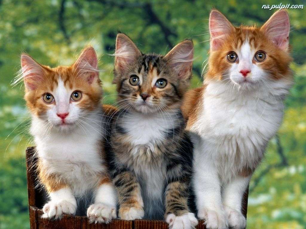 cute kittens puzzle online