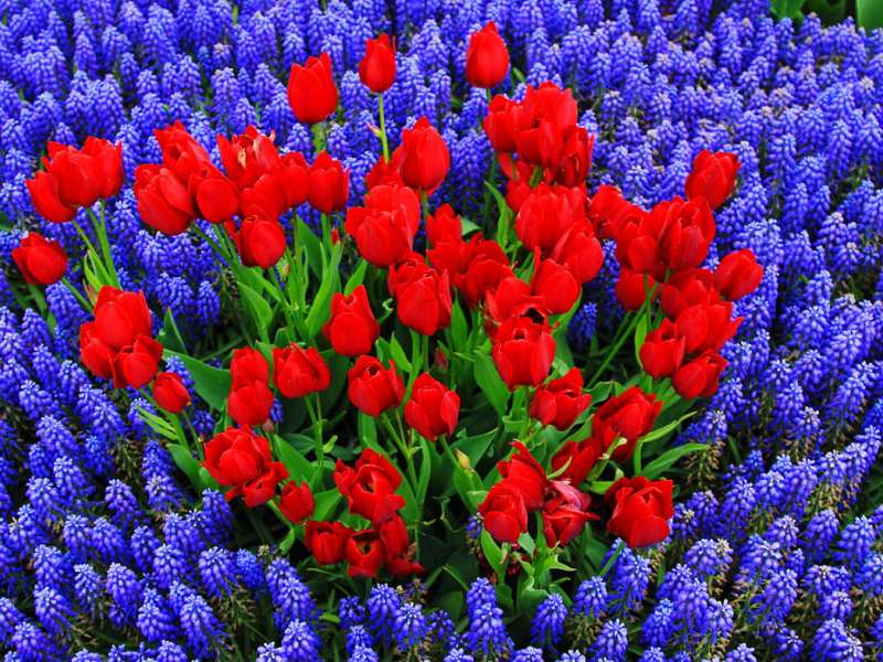 Tulipany i muscari-piękne prawda:) puzzle online