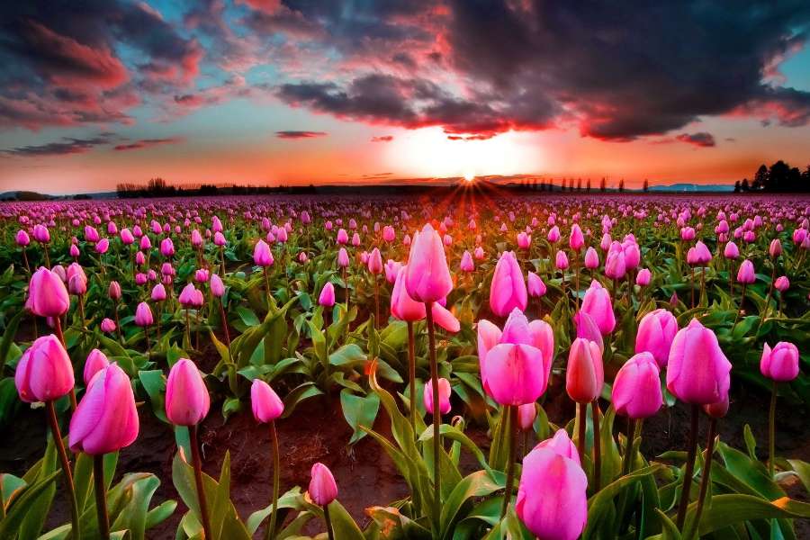 Różowe tulipany przy zachodzie słońca, cudo widok puzzle online