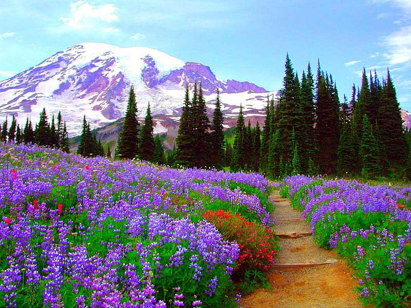 Wildflower Path-Ścieżka wśród Dzikich Kwiatów puzzle online