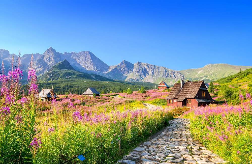 Tatry-góralskie chaty, kwiaty, zielone wzgórza puzzle online