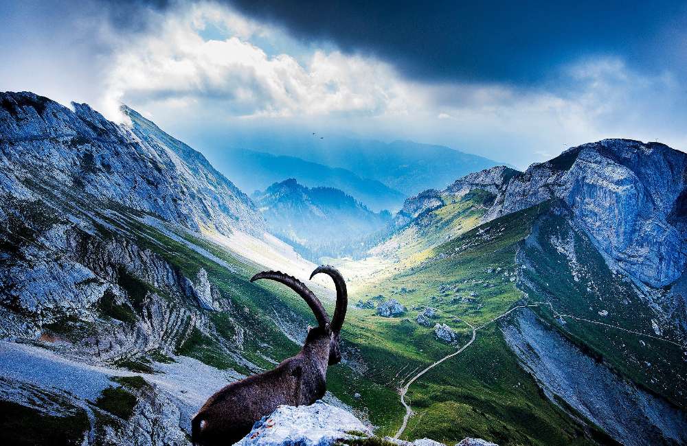 Alpy Szwajcarskie -Mount Pilatus i kozioł górski puzzle online