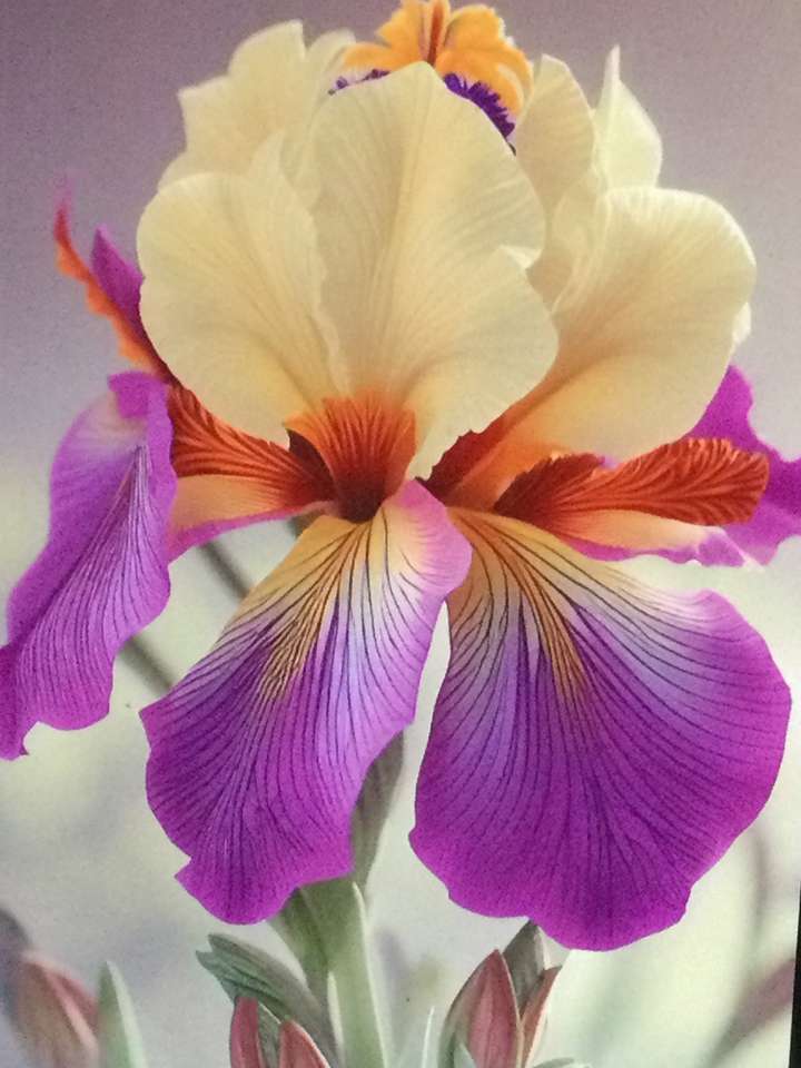 królowa orchidei puzzle online