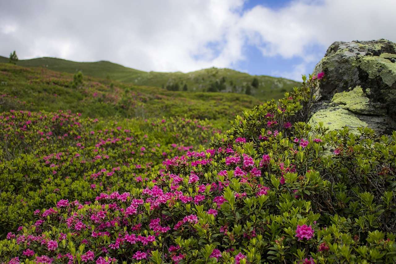 Azalia róży alpejskiej puzzle online