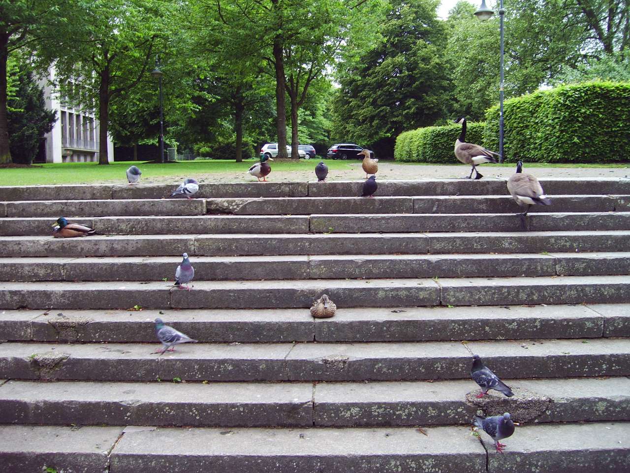 Ptaki w parku w Mulheim puzzle online