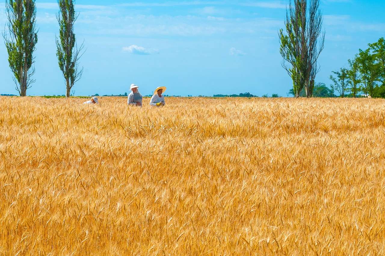 Pole pszenicy na Ukrainie puzzle online
