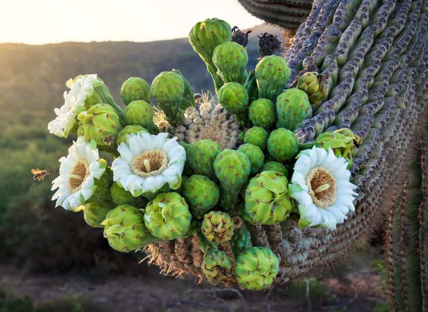 Kwitnące białe kwiaty na kaktusie puzzle online