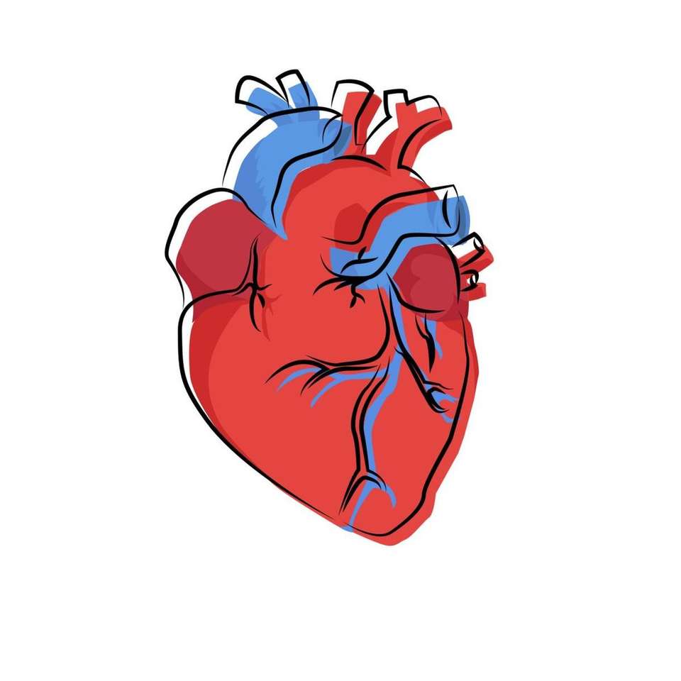 serce ludzkie ciało puzzle online