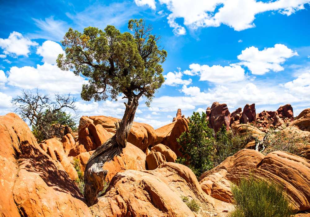 Siła natury-Drzewa, krzewy rosnące na skałach puzzle online