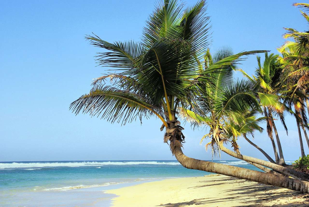 Palmy kokosowe na plaży na Kubie puzzle online