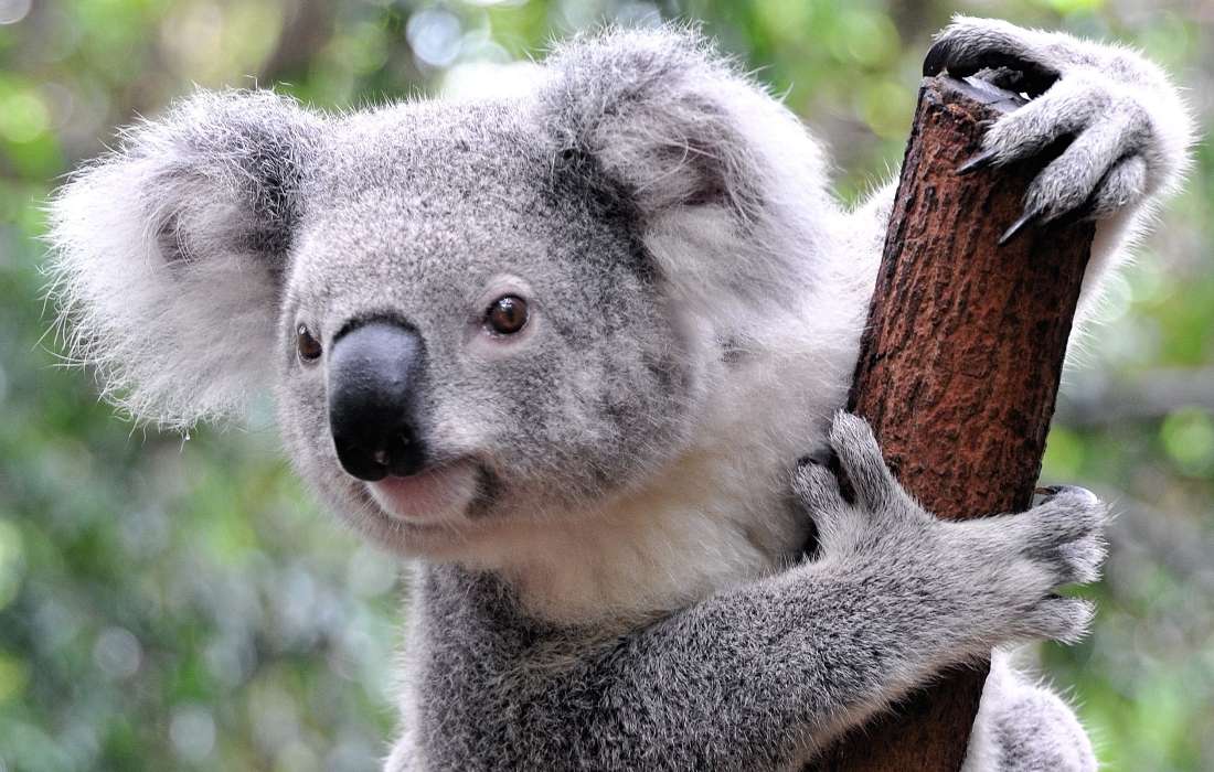 Słodki misiu - Koala australijski puzzle online