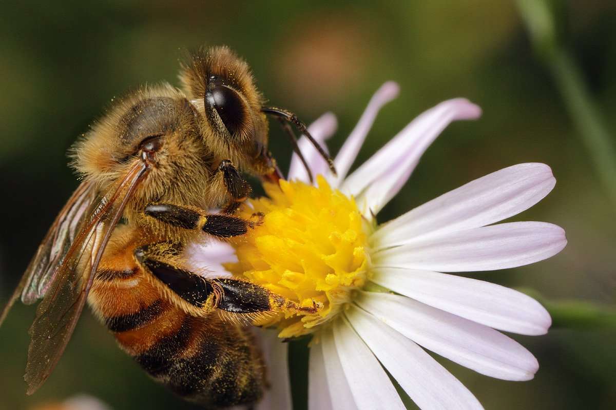 Pszczoła puzzle online