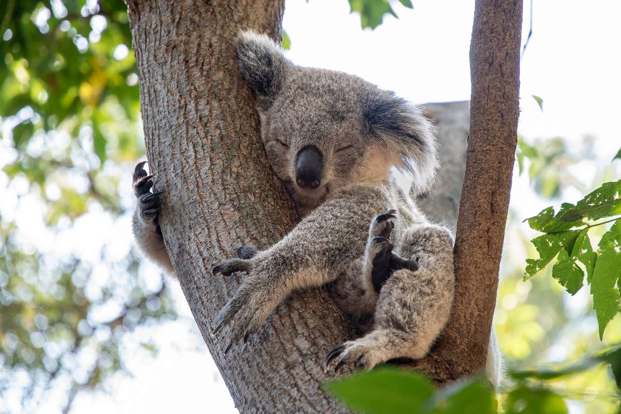 Miś koala puzzle online