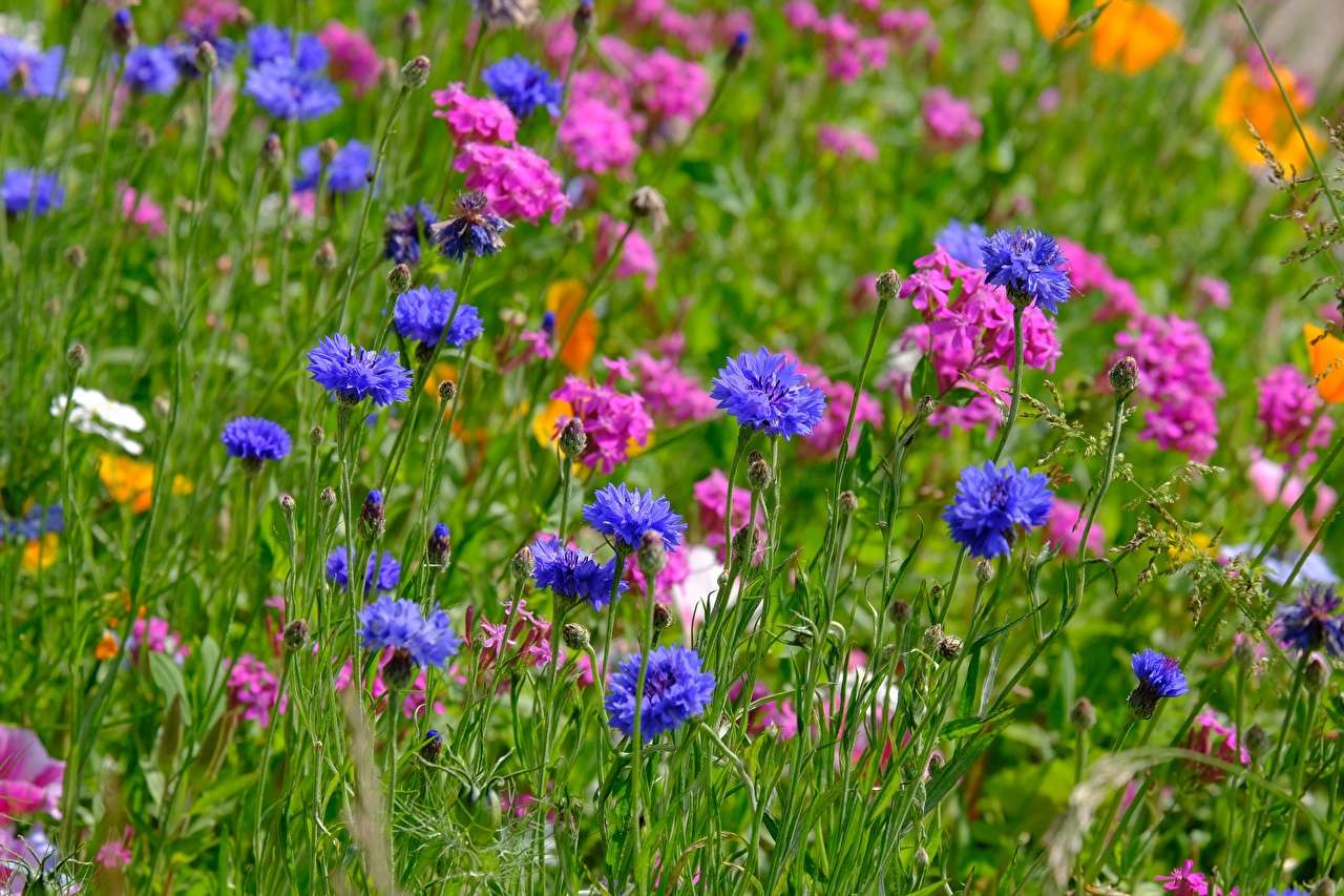 Kwiaty łąki-niebiesko różowe chabry puzzle online