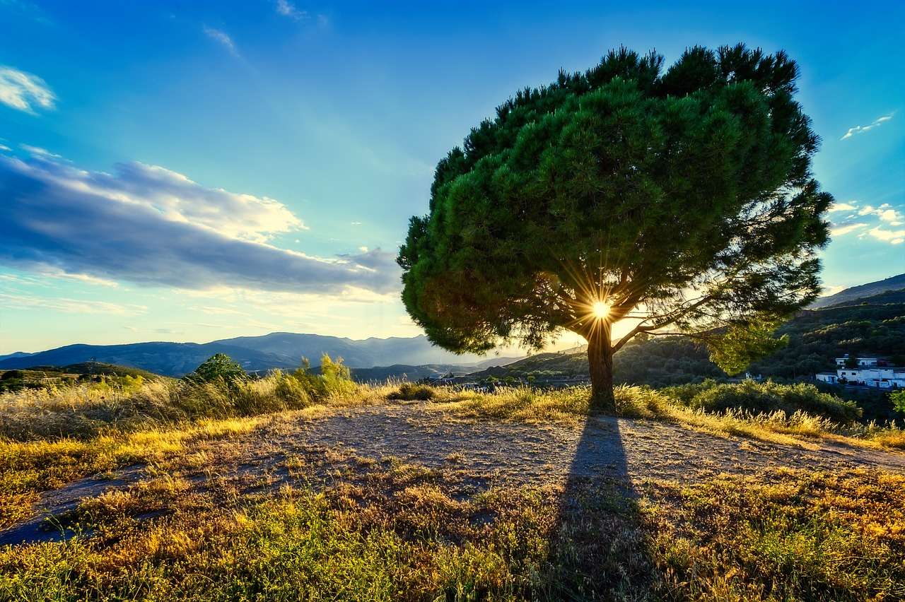 Drzewne promienie słoneczne puzzle online
