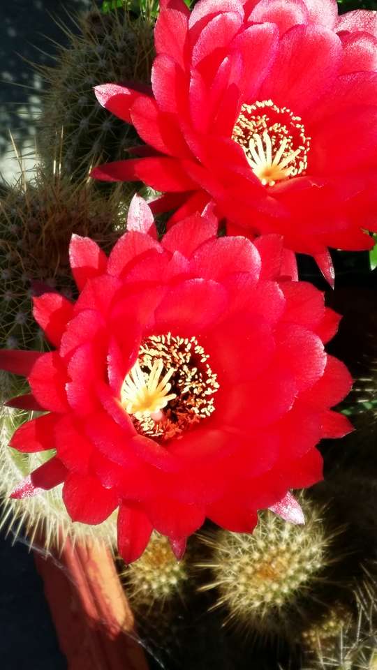 Kaktus kwiatowy puzzle online
