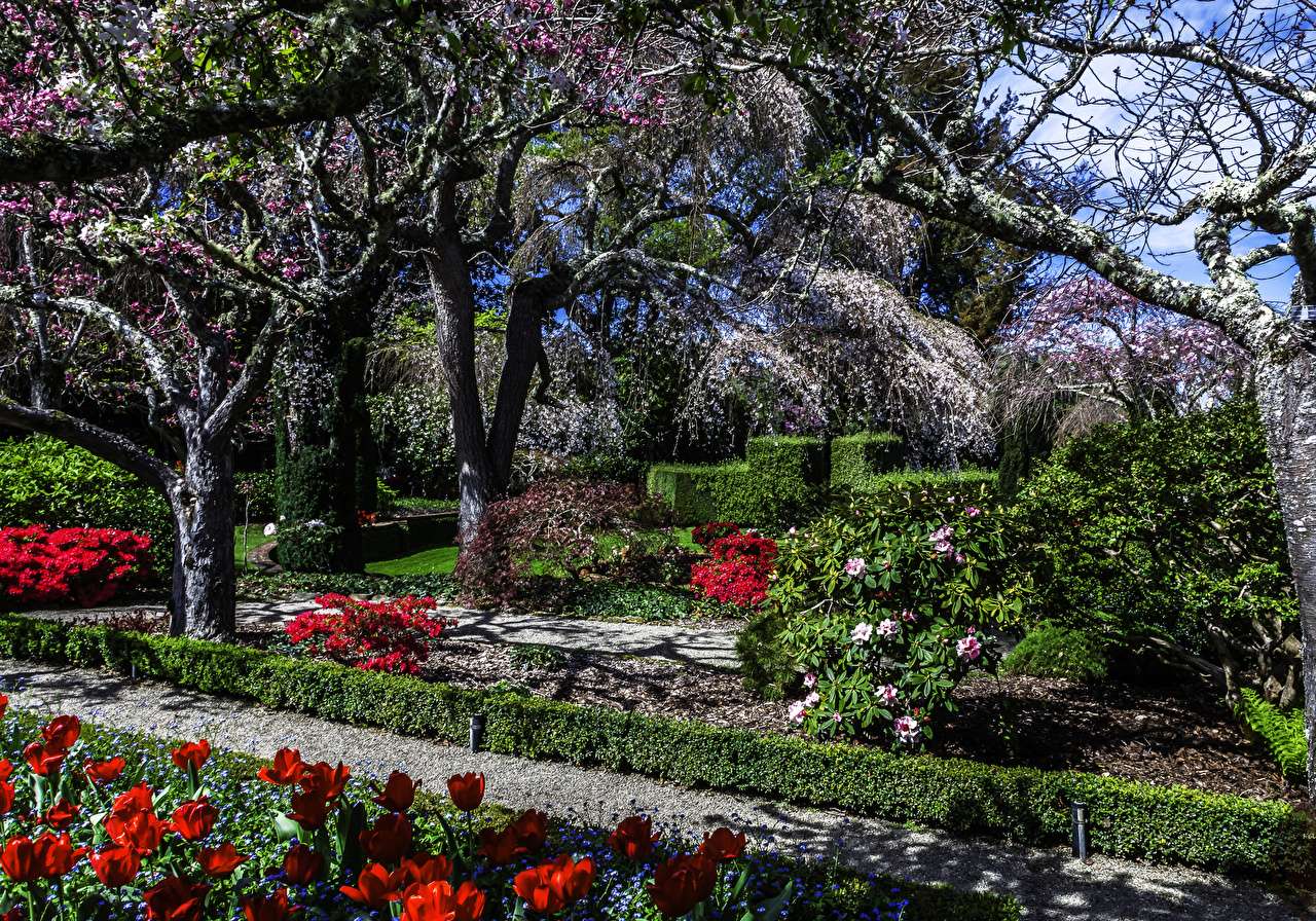 Kalifornia - drzewa tulipany w Filoli Gardens puzzle online