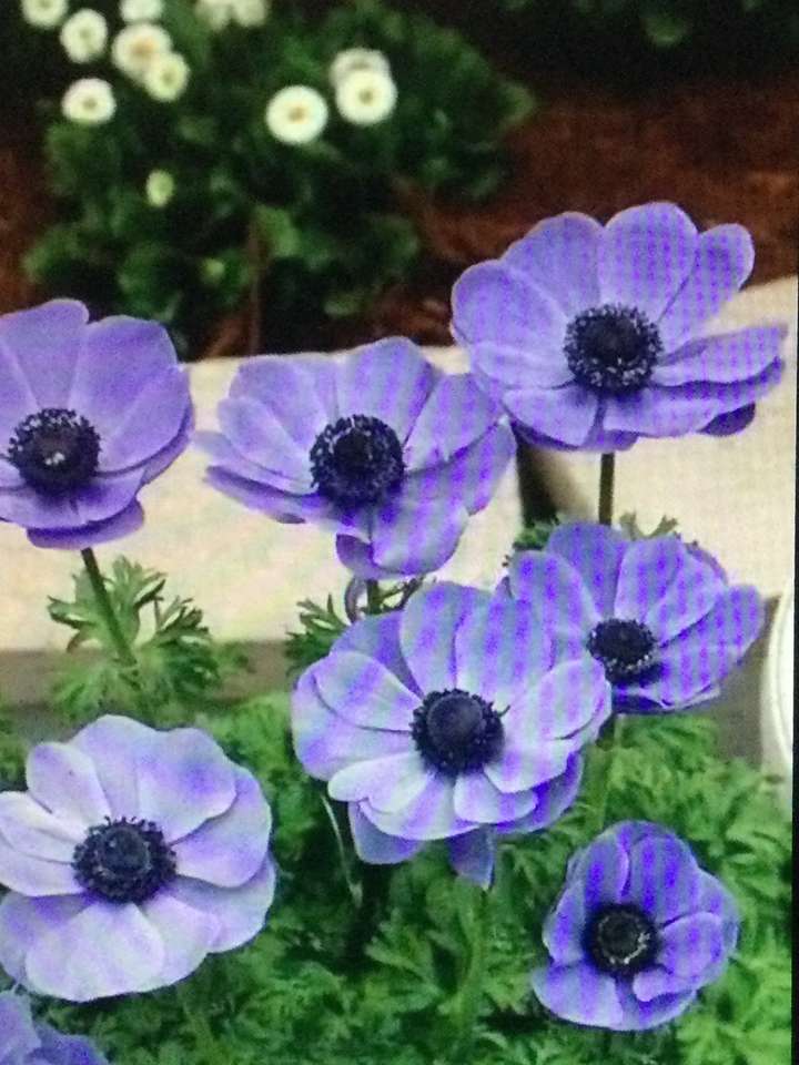 fioletowe kwiaty puzzle online
