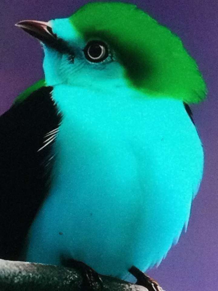 niebieskie i zielone ptaki puzzle online