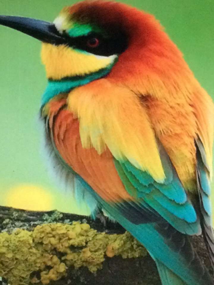 Ptaki w wielu kolorach puzzle online
