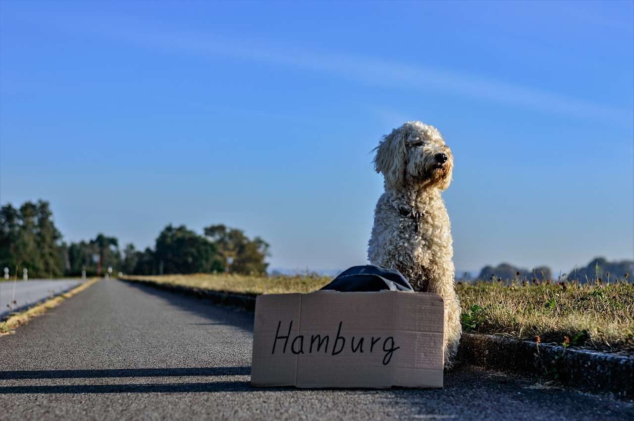 Autostopowicz Pies Podróż puzzle online