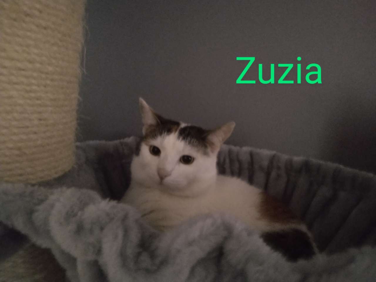 Kot imieniem Zuzia puzzle online