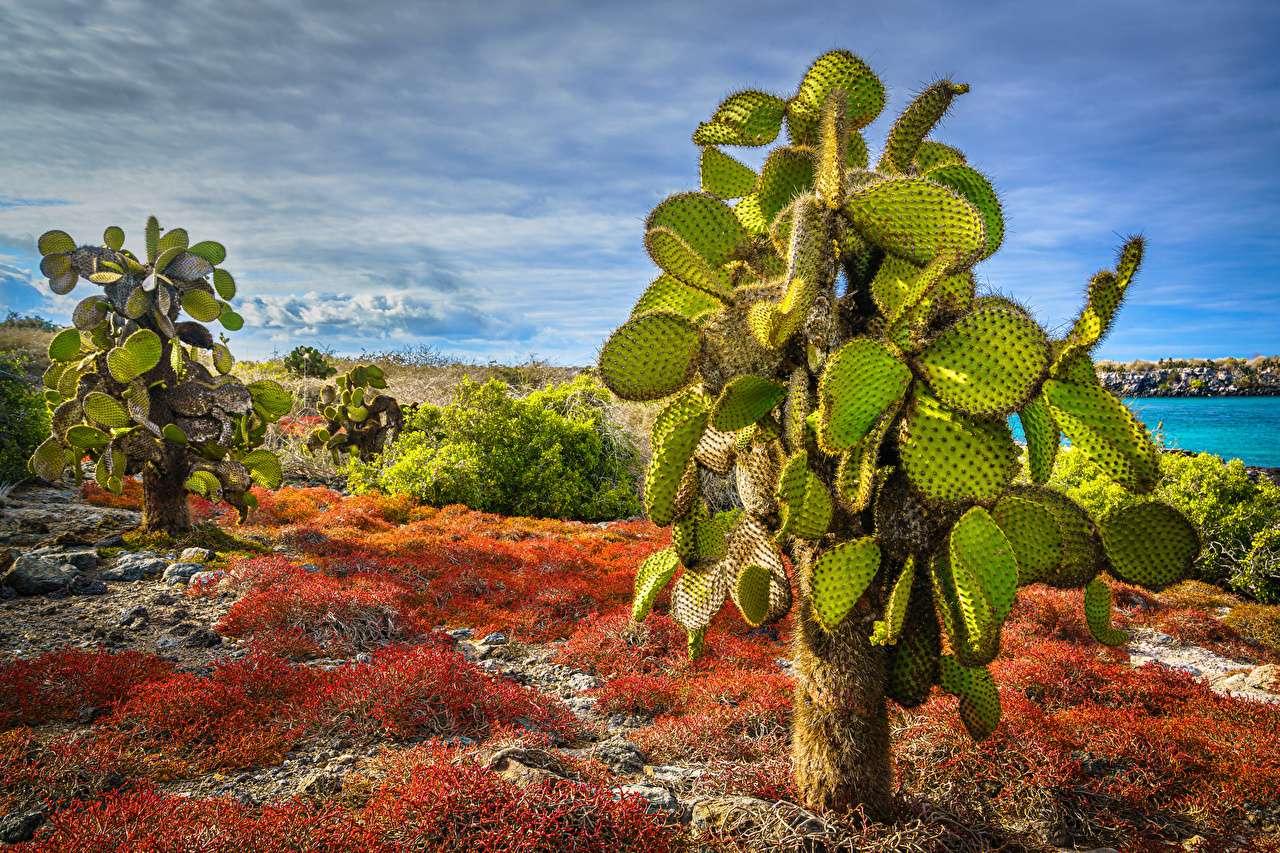 Wyspa South Plaza- Kaktusy Opuntia puzzle online