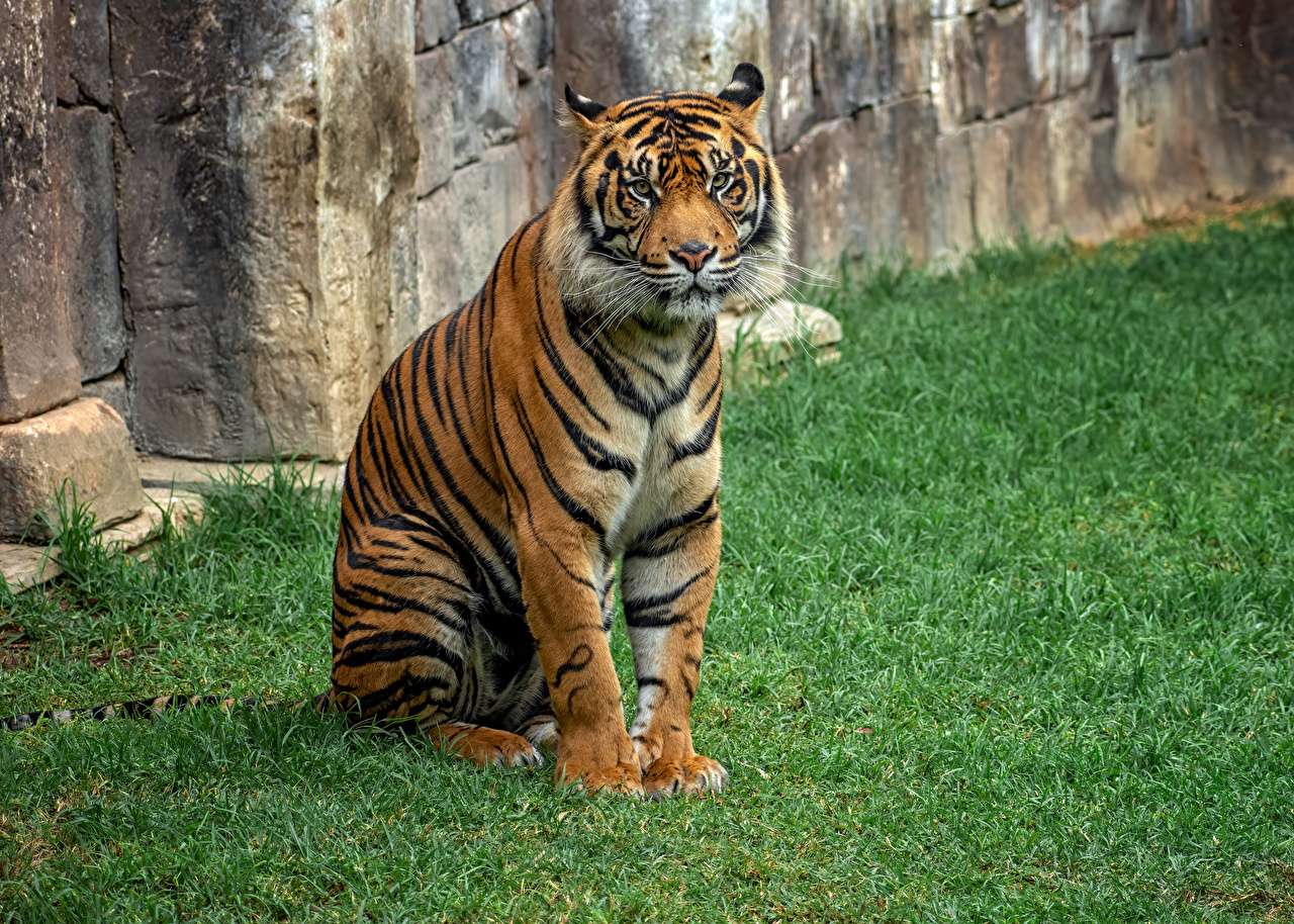 Tygrys azjatycki, czujne spojrzenie puzzle online