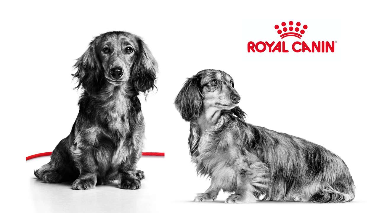 Royal Canin puzzle online