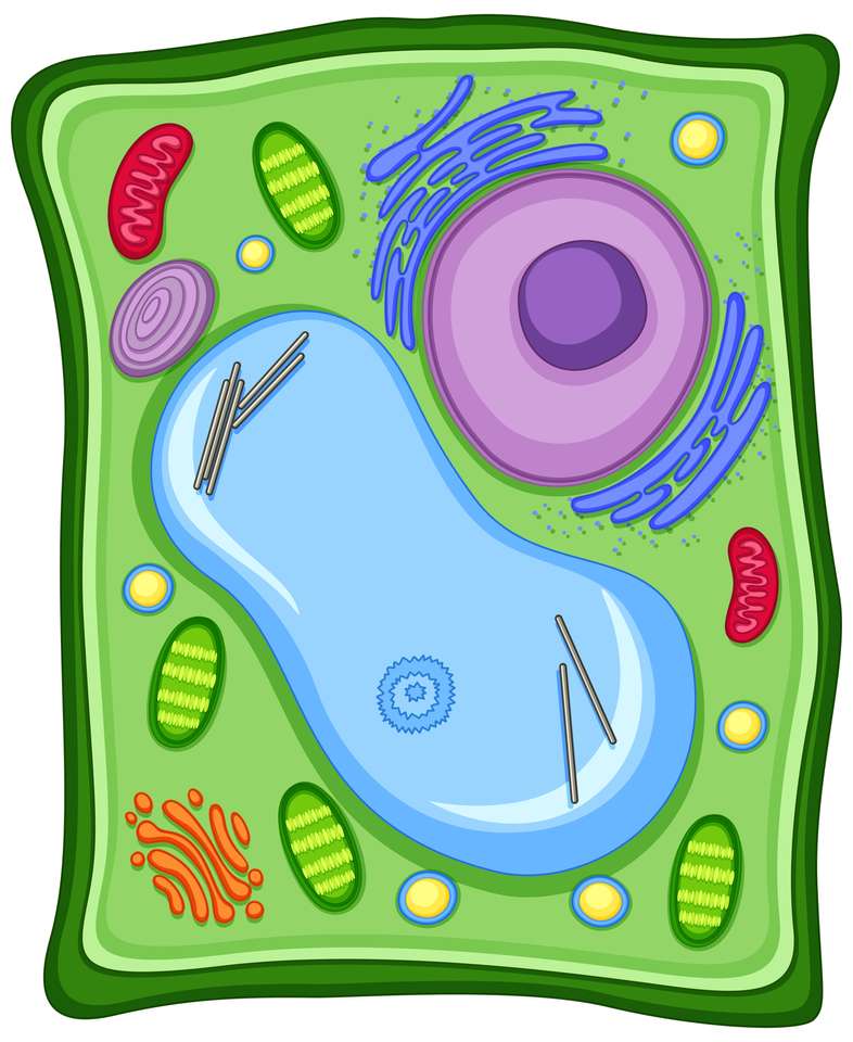 Komórka roślinna puzzle online