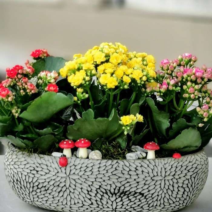 Kalanchoe w donicy puzzle online