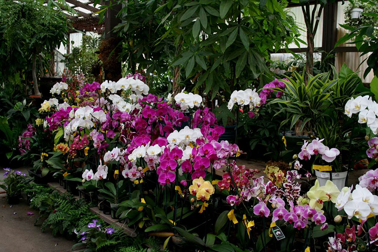 Jak zawsze piękne orchidee puzzle online