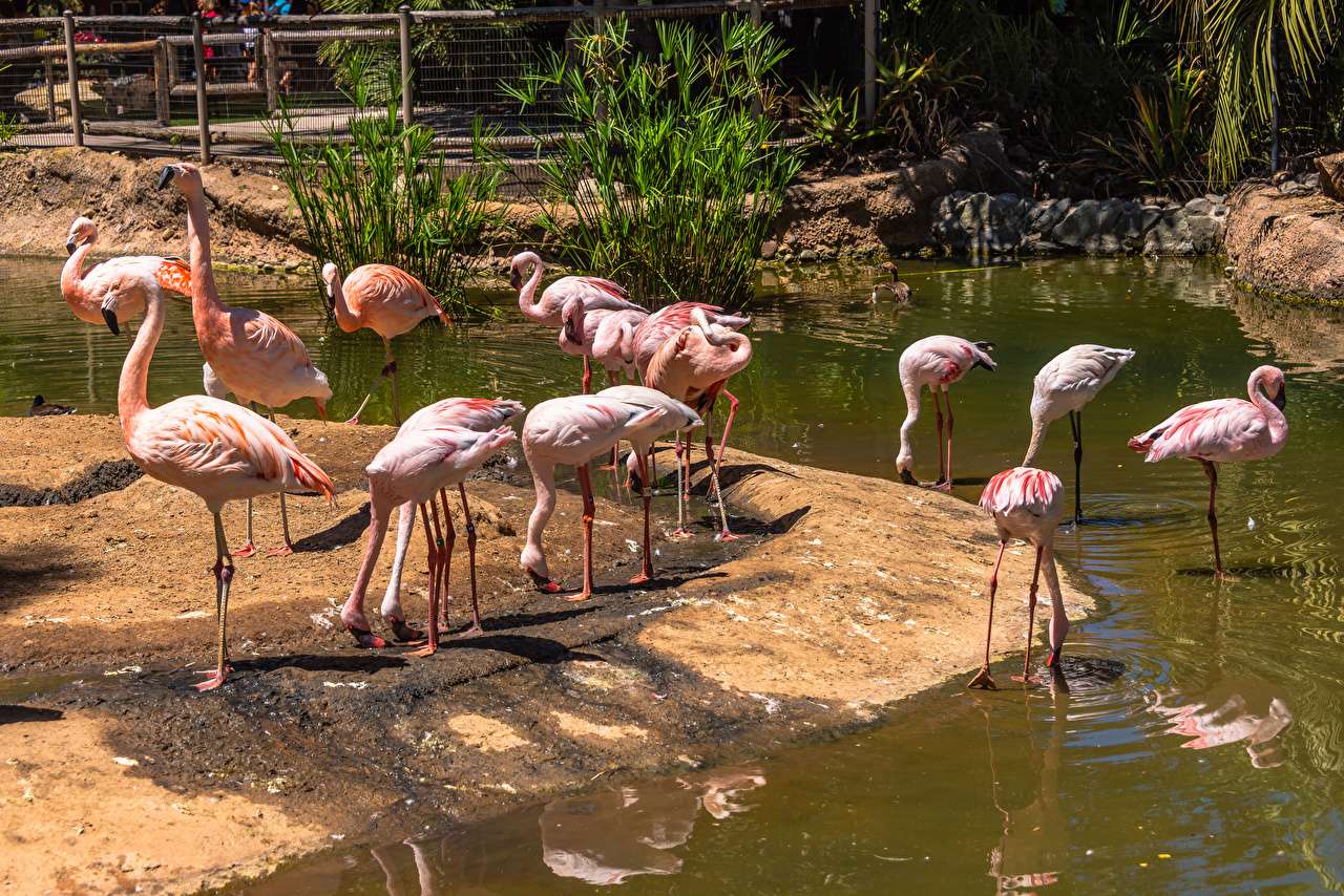 Urocze flamingi w niewoli puzzle online