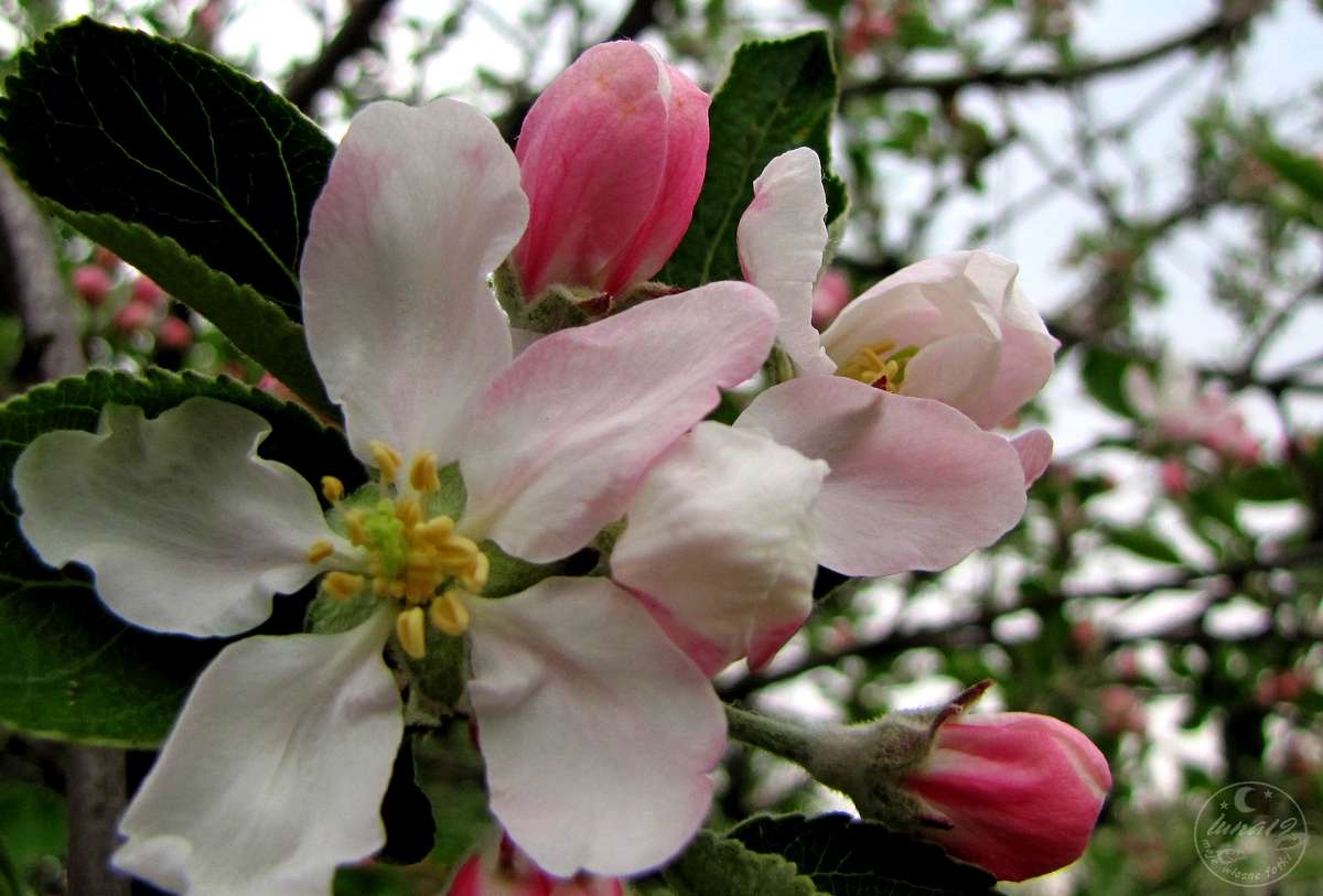 Kwiat Jabłoni puzzle online