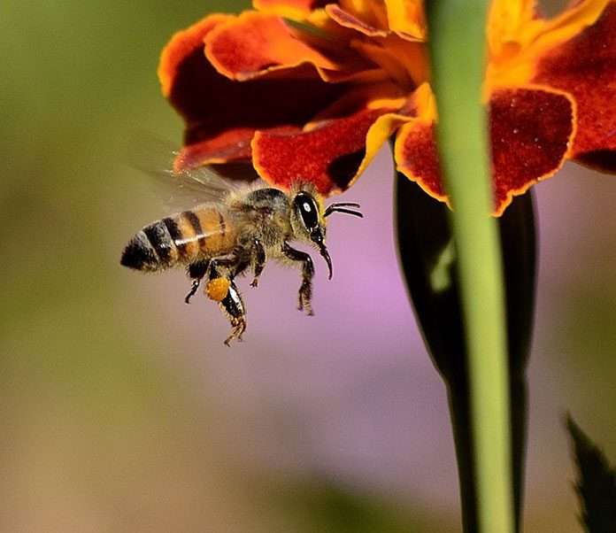 Pszczoła prze kwiatku puzzle online