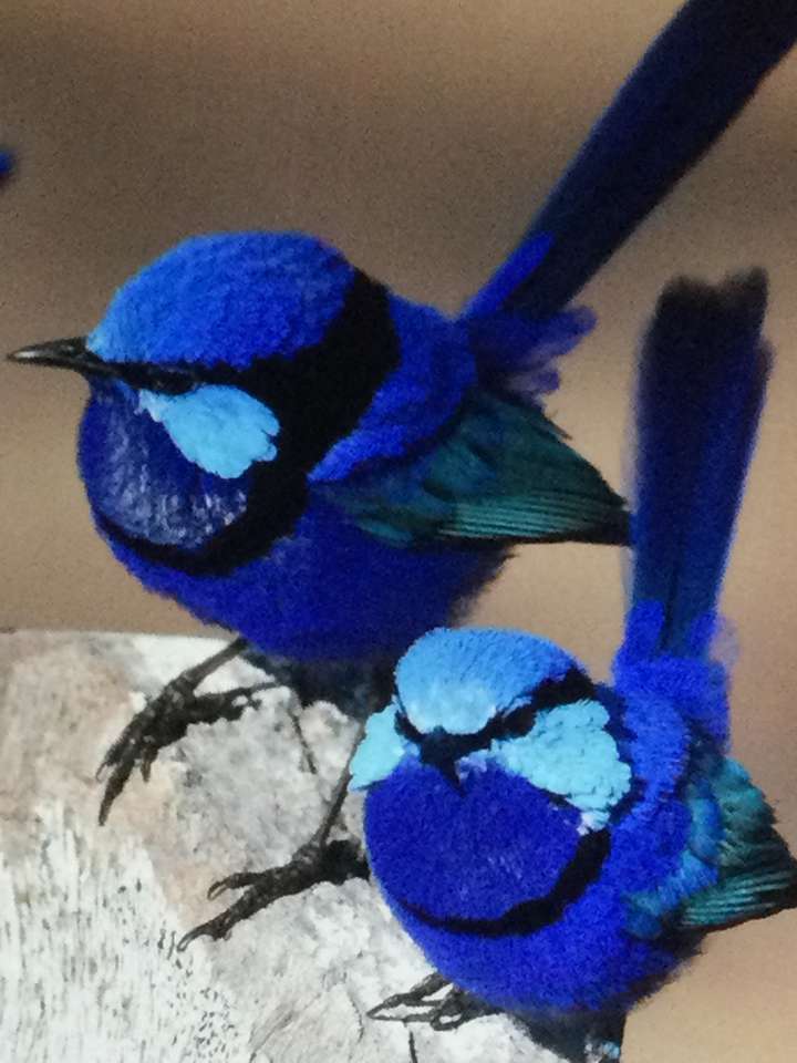dwa piękne ptaki puzzle online