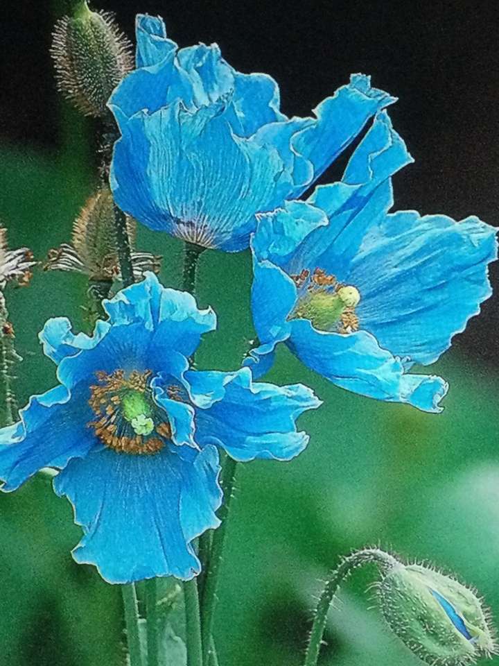 Trzy błękitne kwiaty puzzle online