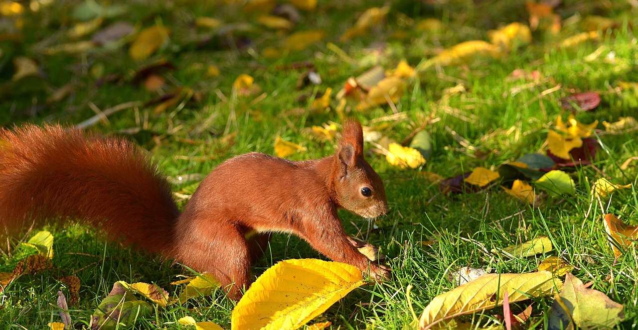 Wiewiórka na łące puzzle online