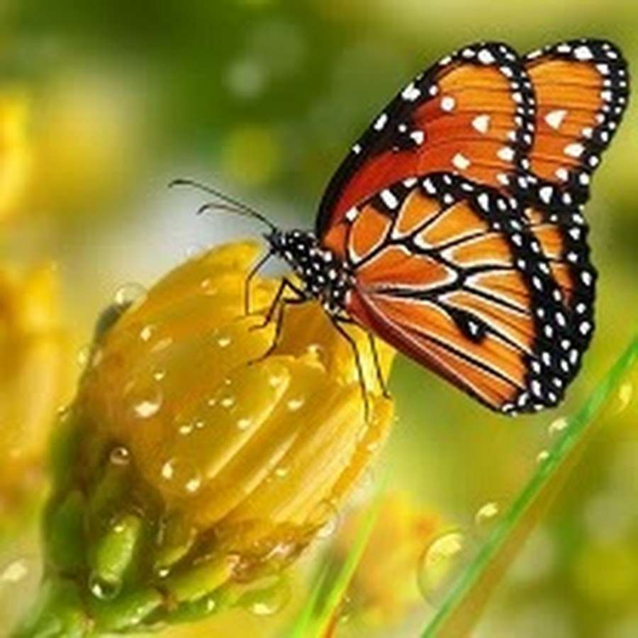 Motyl na kwiatku puzzle online
