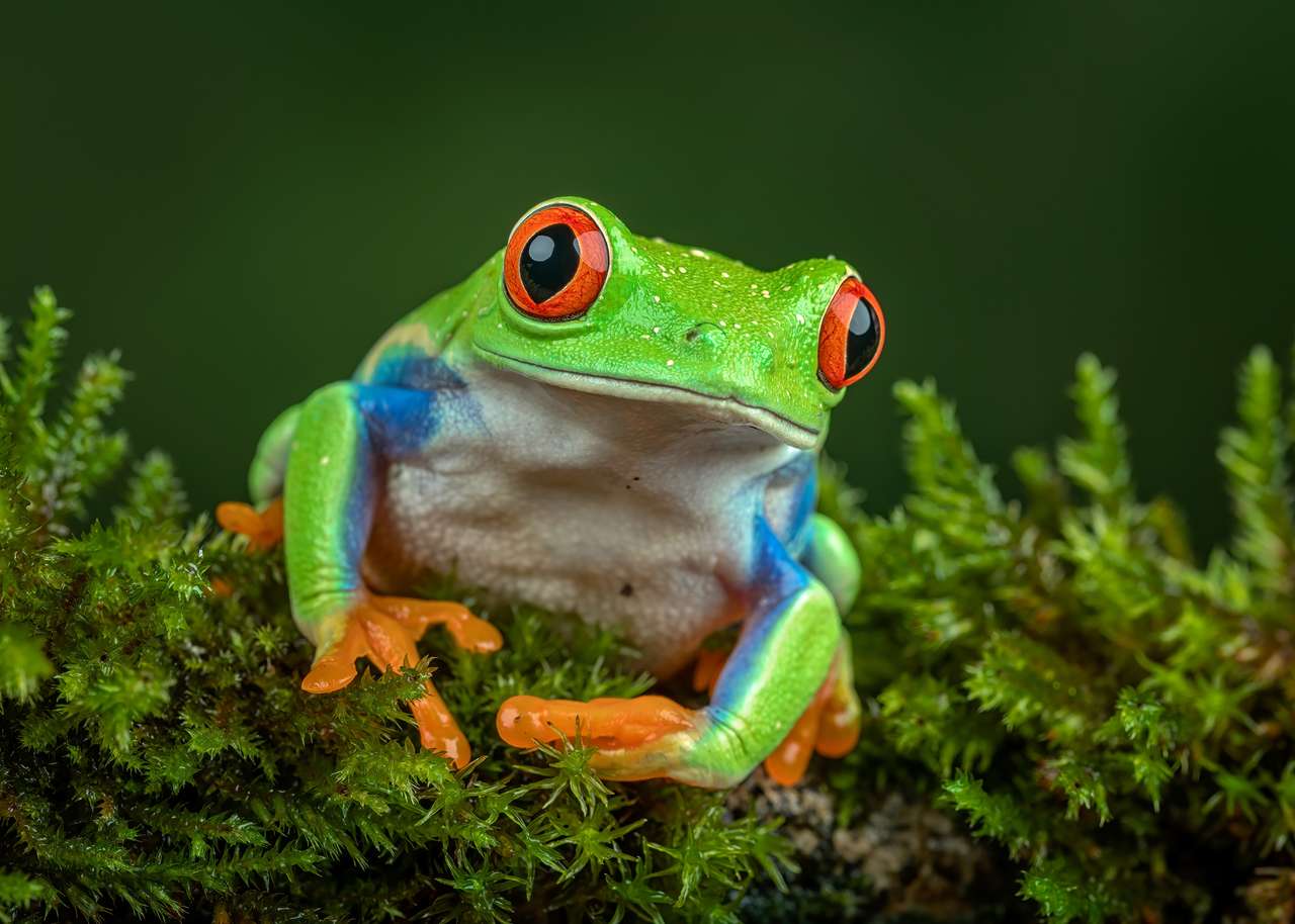 Piękna żabka Chwytnica kolorowa czerwonooka puzzle online