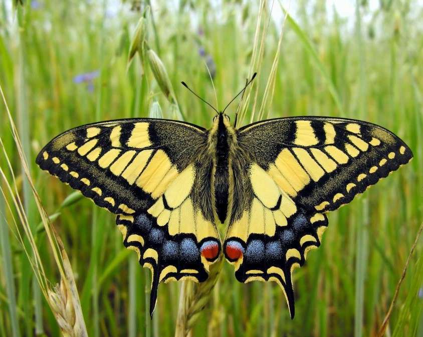 Motyl w zbożu puzzle online