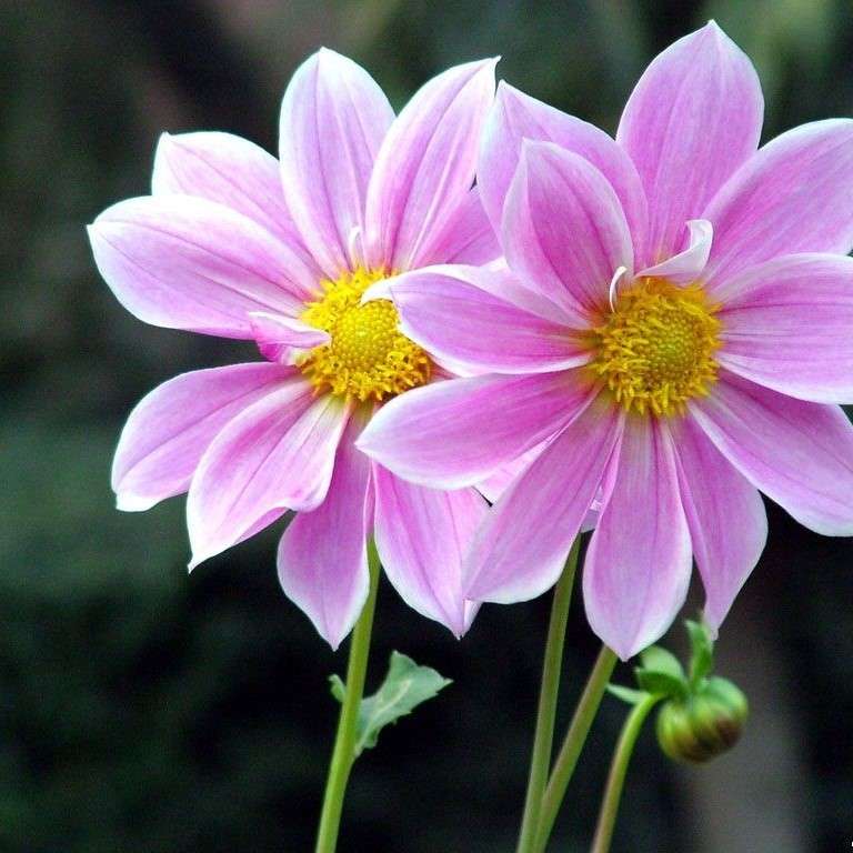 Różowe ogrodowe kwiatki puzzle online